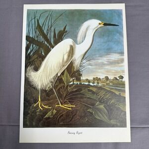 1950 Vintage Print Snowy Egret American Bird Art Illustration Audubon 9x12